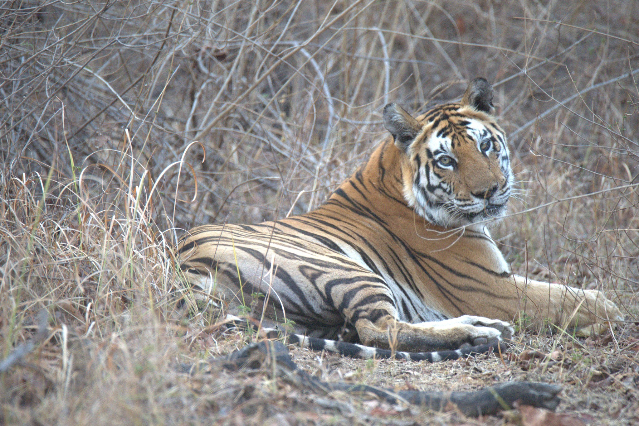 Kanha in the Morning